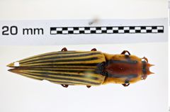 Foto (Dorsalansicht) von Semiotus clarkii (Wells, 2007) (NHMW-ZOO-COL-0008243)